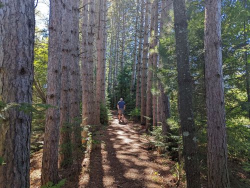 A person walks along a narrow path surrounded by tall trees in a sunlit forest.