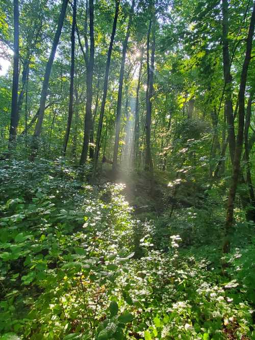 Sunlight streams through trees in a lush green forest, illuminating the undergrowth and creating a serene atmosphere.