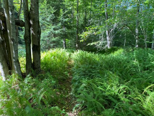 A lush green forest path surrounded by tall ferns and trees, dappled sunlight filtering through the leaves.