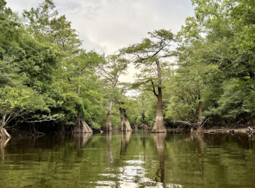 A serene river scene with cypress trees reflecting in calm water, surrounded by lush greenery.