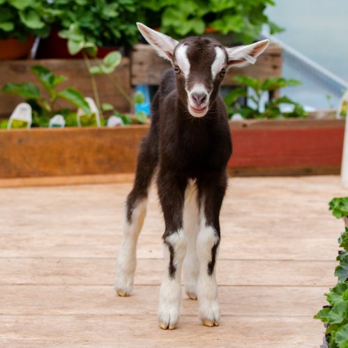 A young goat with brown and white markings stands on a wooden floor, surrounded by greenery in a garden setting.