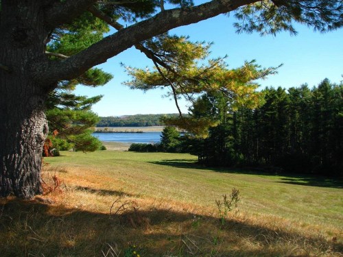 A serene landscape featuring a grassy field, a large tree, and a calm river surrounded by lush greenery.