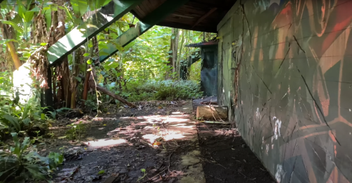 An overgrown, abandoned area with a partially covered path, surrounded by lush greenery and graffiti on the wall.