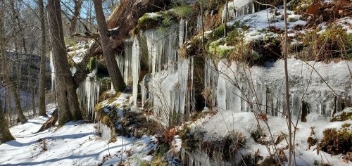 Icicles hang from a moss-covered rock face in a snowy forest, with trees and a clear blue sky in the background.