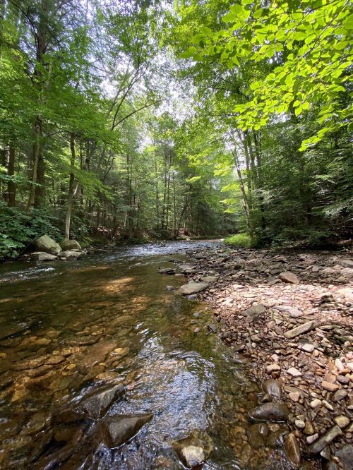 A serene forest scene with a clear stream flowing through rocky banks, surrounded by lush green trees.