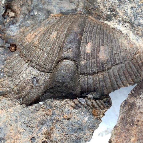 Fossilized shell embedded in rocky surface, showcasing ridges and texture of the ancient marine creature.