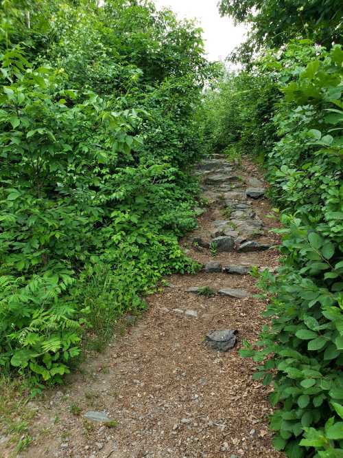 A narrow, rocky path surrounded by dense greenery and shrubs, leading into a lush, natural area.