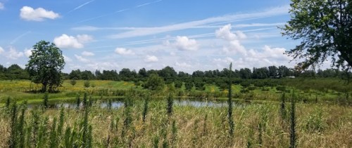 A serene landscape featuring a pond surrounded by tall grass and trees under a blue sky with fluffy clouds.