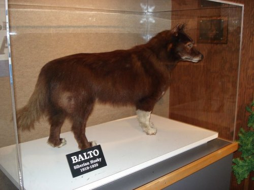 A mounted display of Balto, a famous Siberian Husky, in a glass case with a plaque detailing his history.