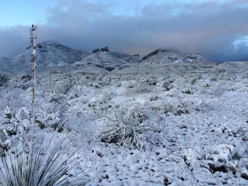 Snow-covered landscape with mountains in the background under a cloudy sky. Desert vegetation is visible in the foreground.