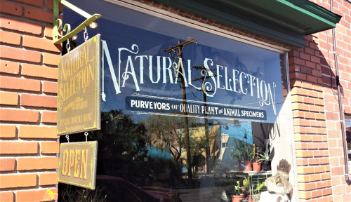 Signage for "Natural Selection" shop, featuring "Purveyors of Quality Plant & Animal Specimens," with an open sign.
