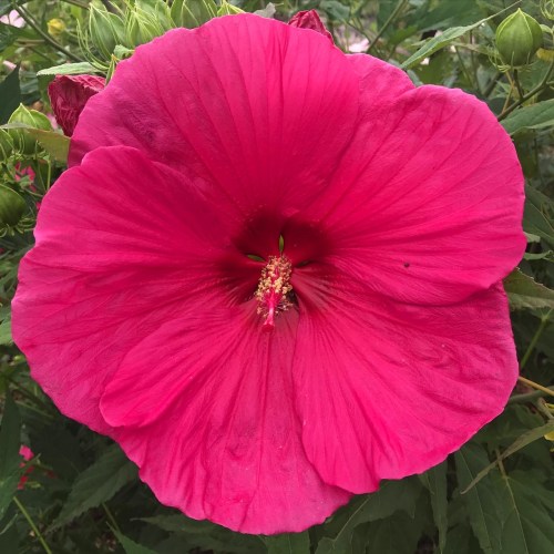 A vibrant pink hibiscus flower in full bloom, surrounded by green leaves and buds.