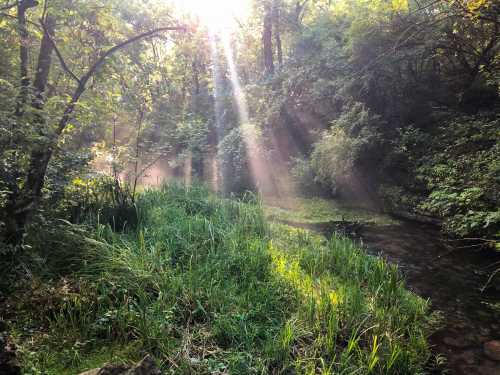 Sunlight streams through trees over a lush, green landscape by a tranquil stream, creating a serene, natural scene.