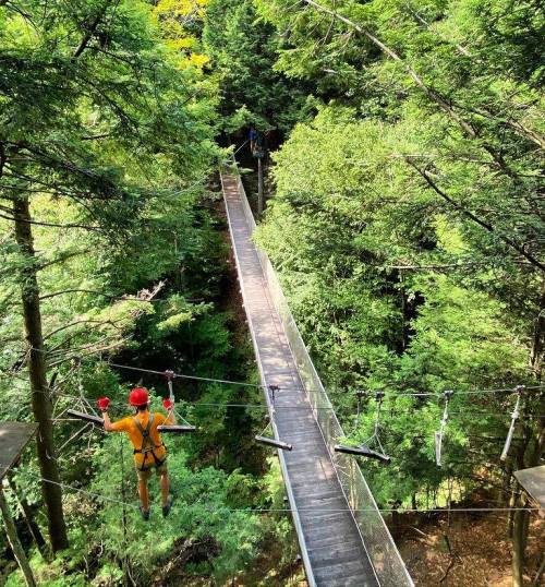 A person in a harness walks on a suspended bridge among lush green trees in a forested area.
