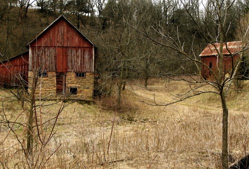 Two weathered red barns sit in a grassy field, surrounded by bare trees and a winding path.