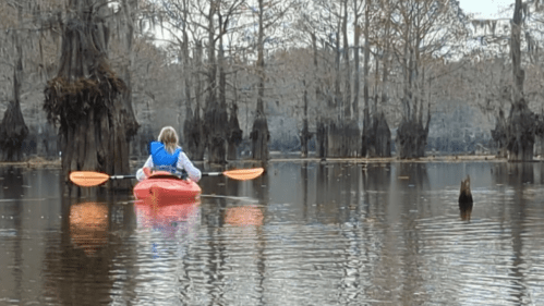 A person in a kayak paddles through a calm, tree-lined swamp with cypress trees reflected in the water.