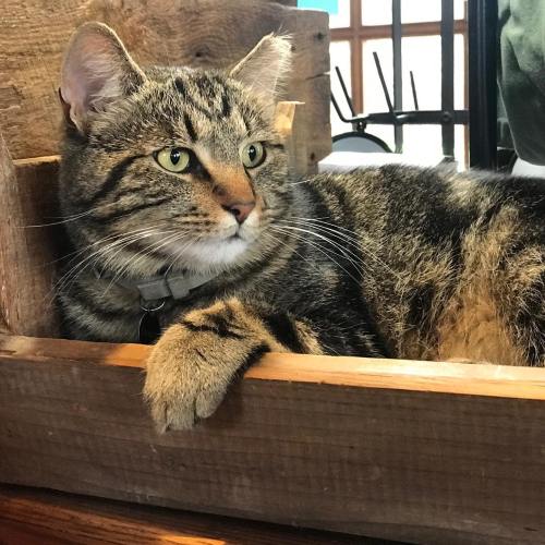 A tabby cat lounging in a wooden box, looking curiously at the camera.