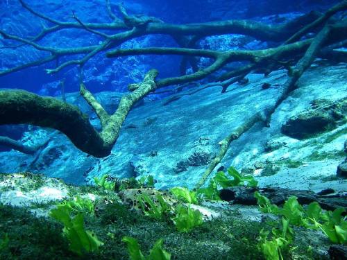 Underwater scene featuring submerged tree branches and green aquatic plants against a rocky bottom.