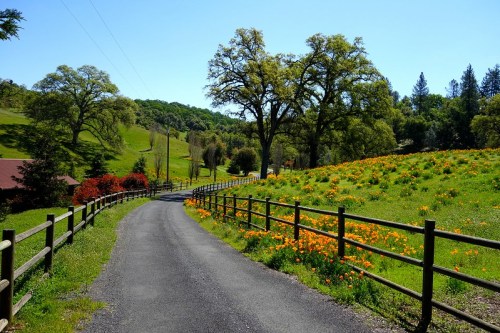 A winding road through a vibrant landscape with green hills and orange wildflowers under a clear blue sky.