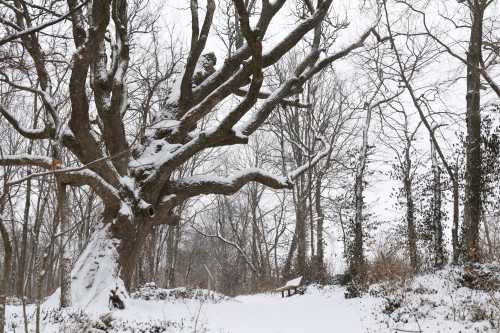 A snow-covered tree stands in a winter landscape, with a bench nearby and bare trees in the background.