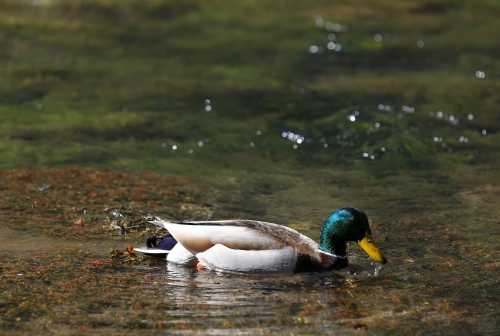 A mallard duck forages in shallow water, its vibrant green head contrasting with the calm, rippling surface.