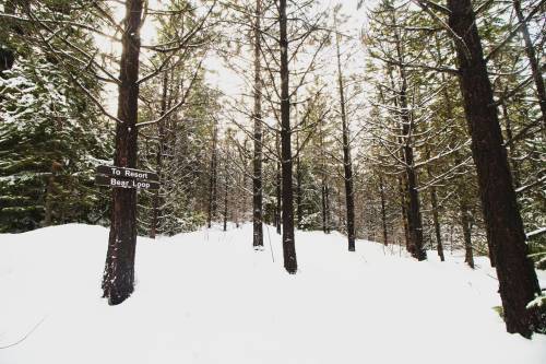 Snow-covered forest path with tall pine trees and a sign pointing to "To Resort Bag Loop."