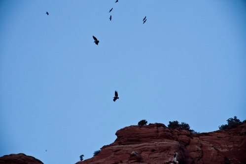 A group of birds flying against a clear blue sky above a rocky landscape.