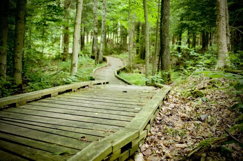 A winding wooden path through a lush green forest, surrounded by trees and foliage.