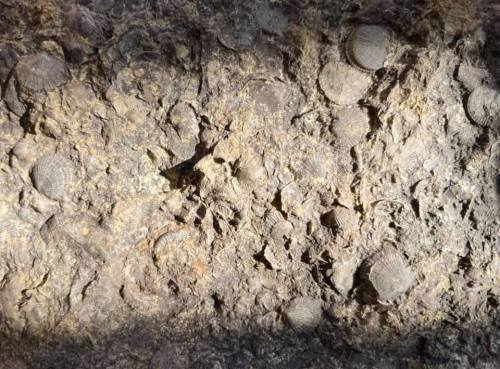 Close-up of a textured, earthy surface with circular patterns, possibly fossilized remains or geological formations.
