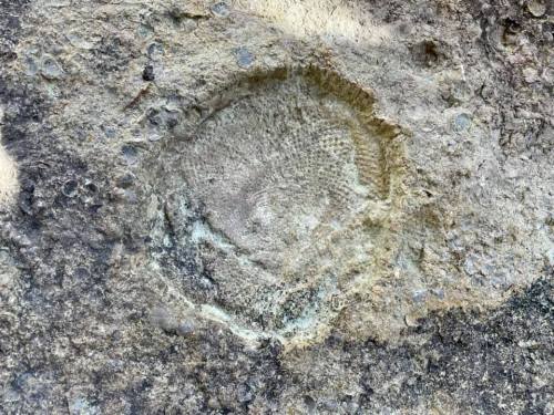 Fossilized coral pattern embedded in a rocky surface, showcasing intricate textures and natural formations.