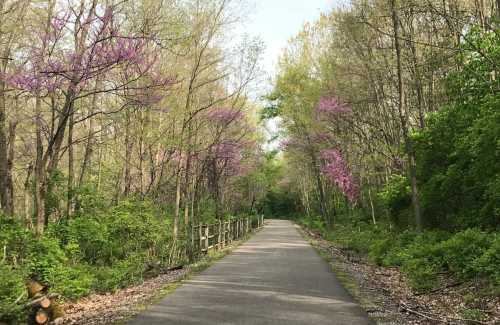 A serene pathway through a lush green forest, lined with blooming pink trees on either side.