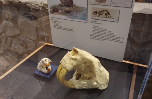 A large animal skull and a smaller model displayed in a museum, with informational text in the background.