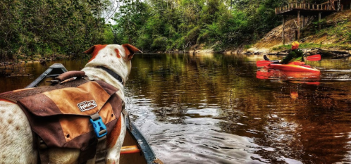 A dog in a canoe watches a person kayaking on a calm river surrounded by lush greenery.