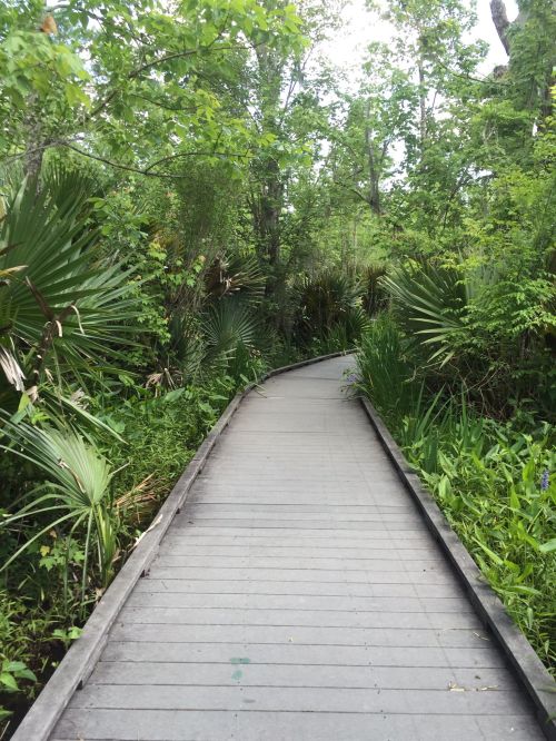 A wooden boardwalk winding through lush greenery and trees in a natural setting.