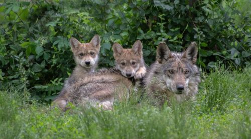 Three coyotes resting together in a grassy area, surrounded by lush green foliage.