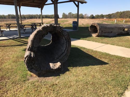Two large, hollowed tree logs sit on a grassy area near a picnic shelter under a clear blue sky.