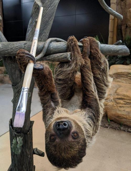 A sloth hanging upside down from a branch, playfully holding a paintbrush in its paw.