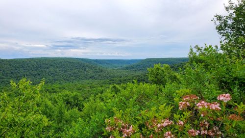 Lush green hills stretch into the distance under a cloudy sky, with blooming flowers in the foreground.