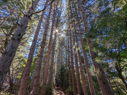 Tall trees tower over a narrow path, with sunlight filtering through the branches in a serene forest setting.
