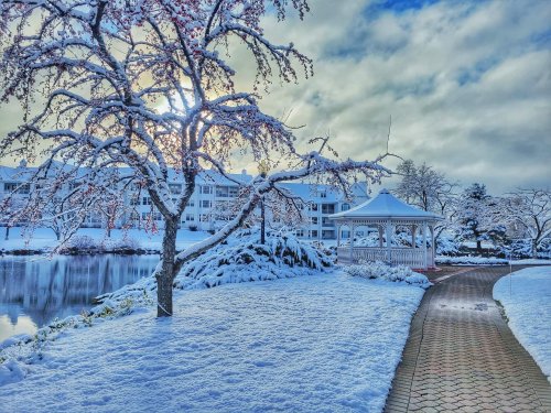A snowy landscape featuring a gazebo, a tree with pink blossoms, and a serene pond under a cloudy sky.