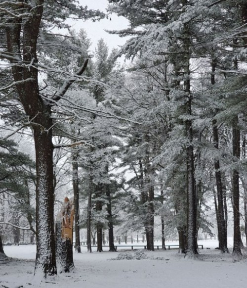 A snowy forest scene with tall trees, blanketed in white, creating a serene winter atmosphere.