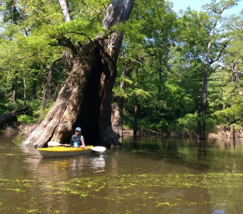 A person in a yellow kayak paddles near a large, hollow tree in a serene, green forested area.