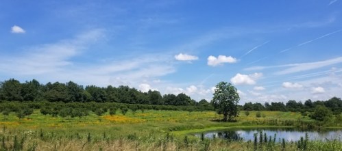A serene landscape featuring a pond, a lone tree, and a field of wildflowers under a blue sky with scattered clouds.