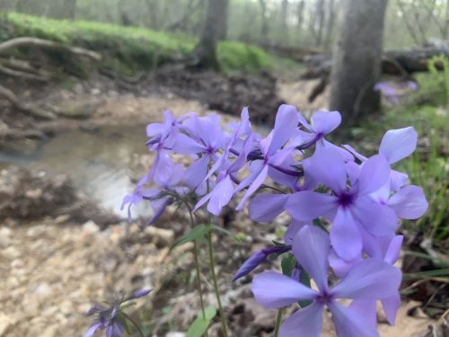 A cluster of purple flowers blooms near a shallow stream in a wooded area, with trees and greenery in the background.