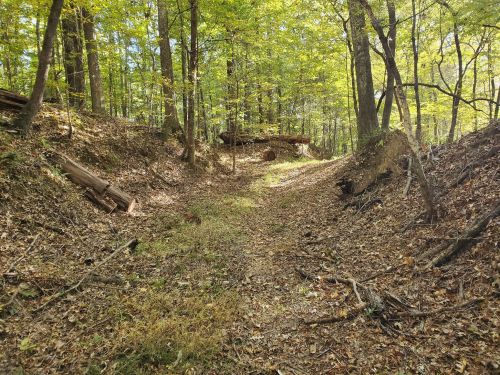 A forested path with trees and sunlight filtering through the leaves, surrounded by earthy terrain and fallen leaves.