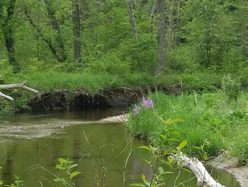A serene riverbank scene with lush green foliage and a splash of purple wildflowers by the water's edge.