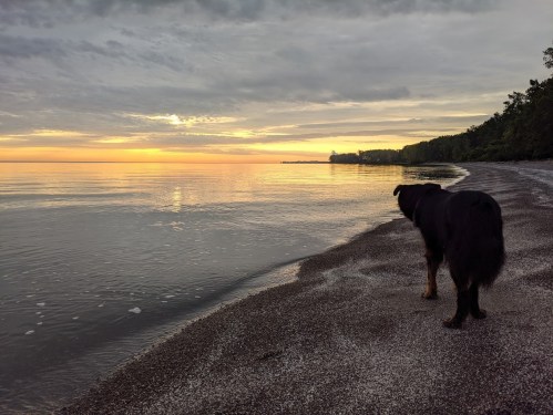 A dog stands on a pebbly beach, gazing at a calm lake and a colorful sunset in the background.