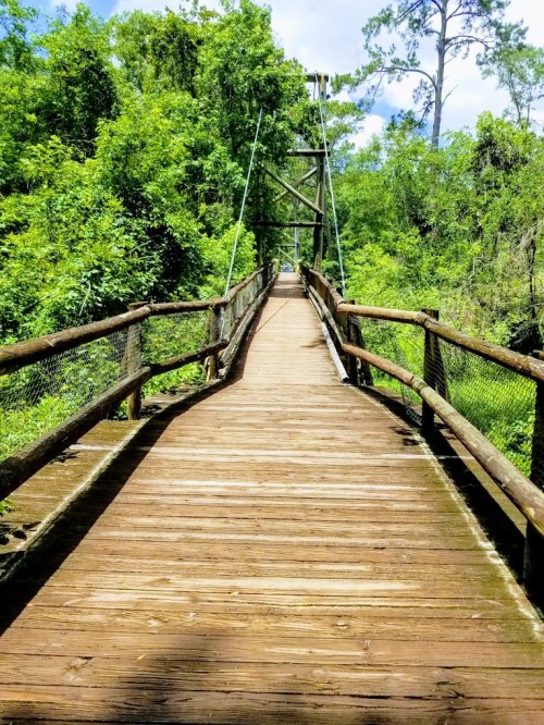 A wooden bridge surrounded by lush greenery, leading into a bright, sunny path.