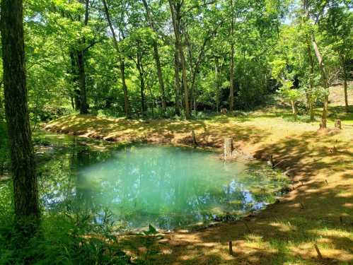 A serene pond surrounded by lush green trees and grass, reflecting the vibrant foliage in the clear water.