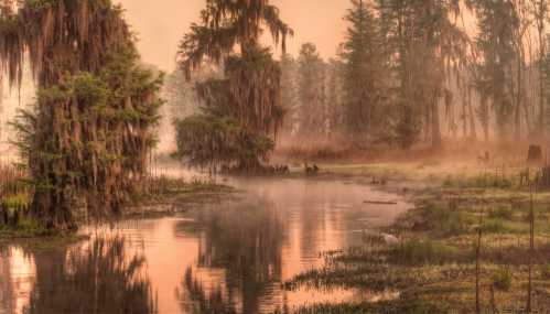 A serene swamp at dawn, with mist rising over still water and trees draped in Spanish moss.